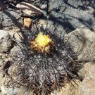 1000 SEEDS of Copiapoa griseoviolacea, south of Freirina 1000 SEEDS of Copiapoa griseoviolacea, south of Freirina