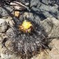 1000 SEEDS of Copiapoa griseoviolacea, south of Freirina