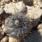 1000 SEEDS of Copiapoa griseoviolacea, south of Freirina