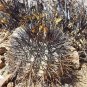1000 SEEDS of Copiapoa griseoviolacea, south of Freirina
