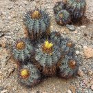 1000 SEEDS of Copiapoa calderana, N of Caldera