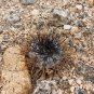 1000 SEEDS of Copiapoa calderana, N of Caldera