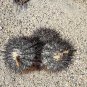 1000 SEEDS of Copiapoa calderana, N of Caldera