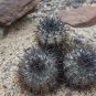 1000 SEEDS of Copiapoa calderana, N of Caldera