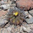 1000 SEEDS of Copiapoa echinoides, Qda Baratillo
