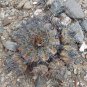 1000 SEEDS of Copiapoa echinoides, Qda Baratillo