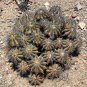 1000 SEEDS of Copiapoa echinoides, Qda Baratillo