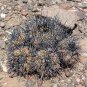 1000 SEEDS of Copiapoa echinoides, Qda Baratillo