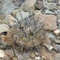 1000 SEEDS of Copiapoa echinoides, Qda Baratillo