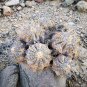 1000 SEEDS of Copiapoa echinoides, Qda Baratillo