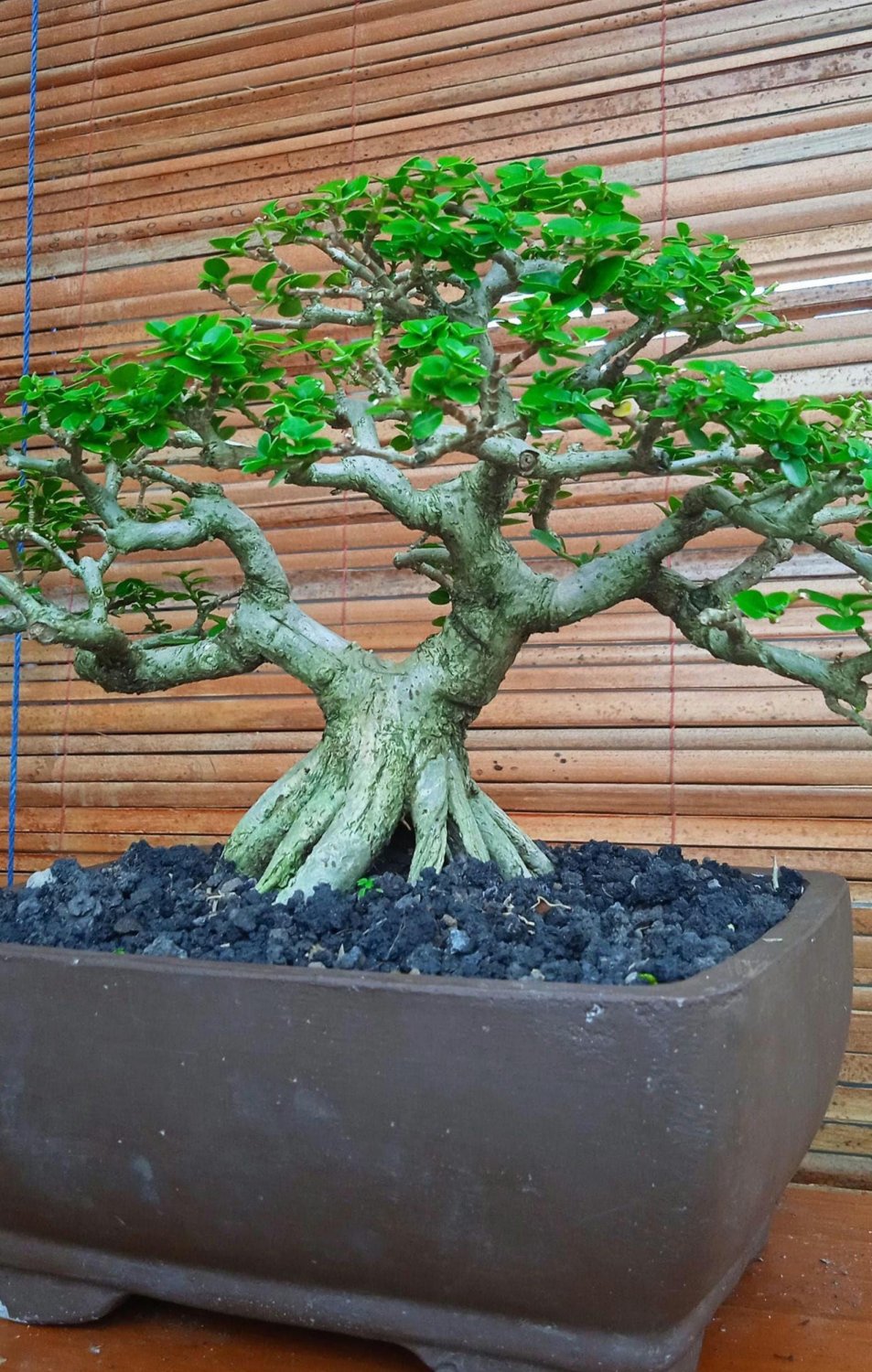 Premna microphilla tree bonsai riel pict