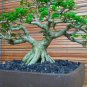 Premna microphilla tree bonsai riel pict