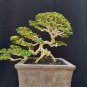 Premna microphilla tree bonsai riel pict