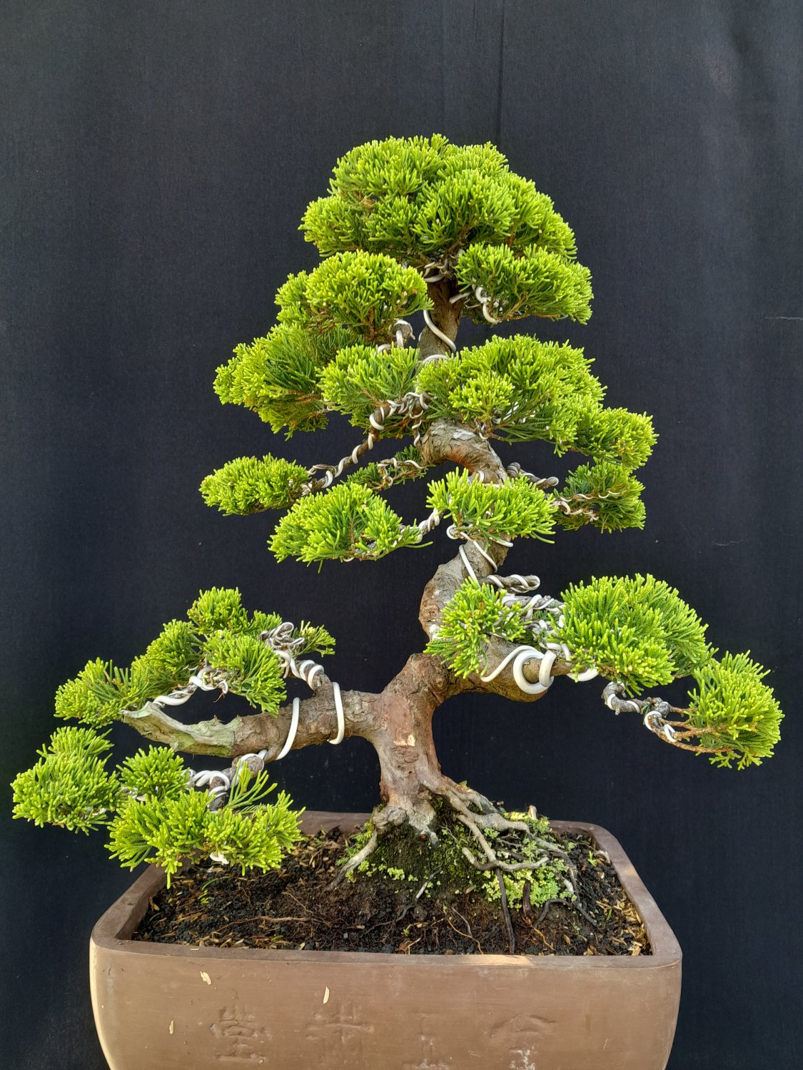 Juniperus cinensis tree bonsai riel pict