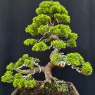 Juniperus cinensis tree bonsai riel pict