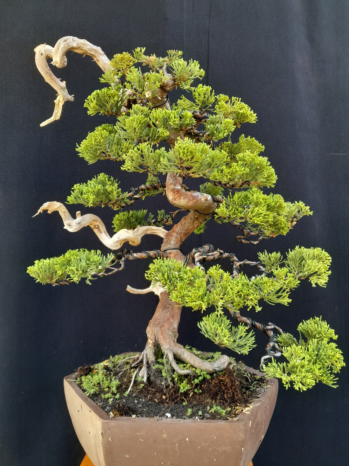 Juniperus cinensis tree bonsai riel pict