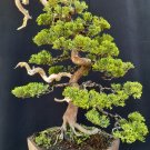 Juniperus cinensis tree bonsai riel pict