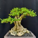 Premna microphilla tree bonsai riel pict