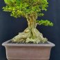 Premna microphilla tree bonsai riel pict