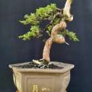 Juniperus cinensis tree bonsai riel pict