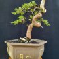 Juniperus cinensis tree bonsai riel pict