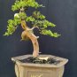 Juniperus cinensis tree bonsai riel pict