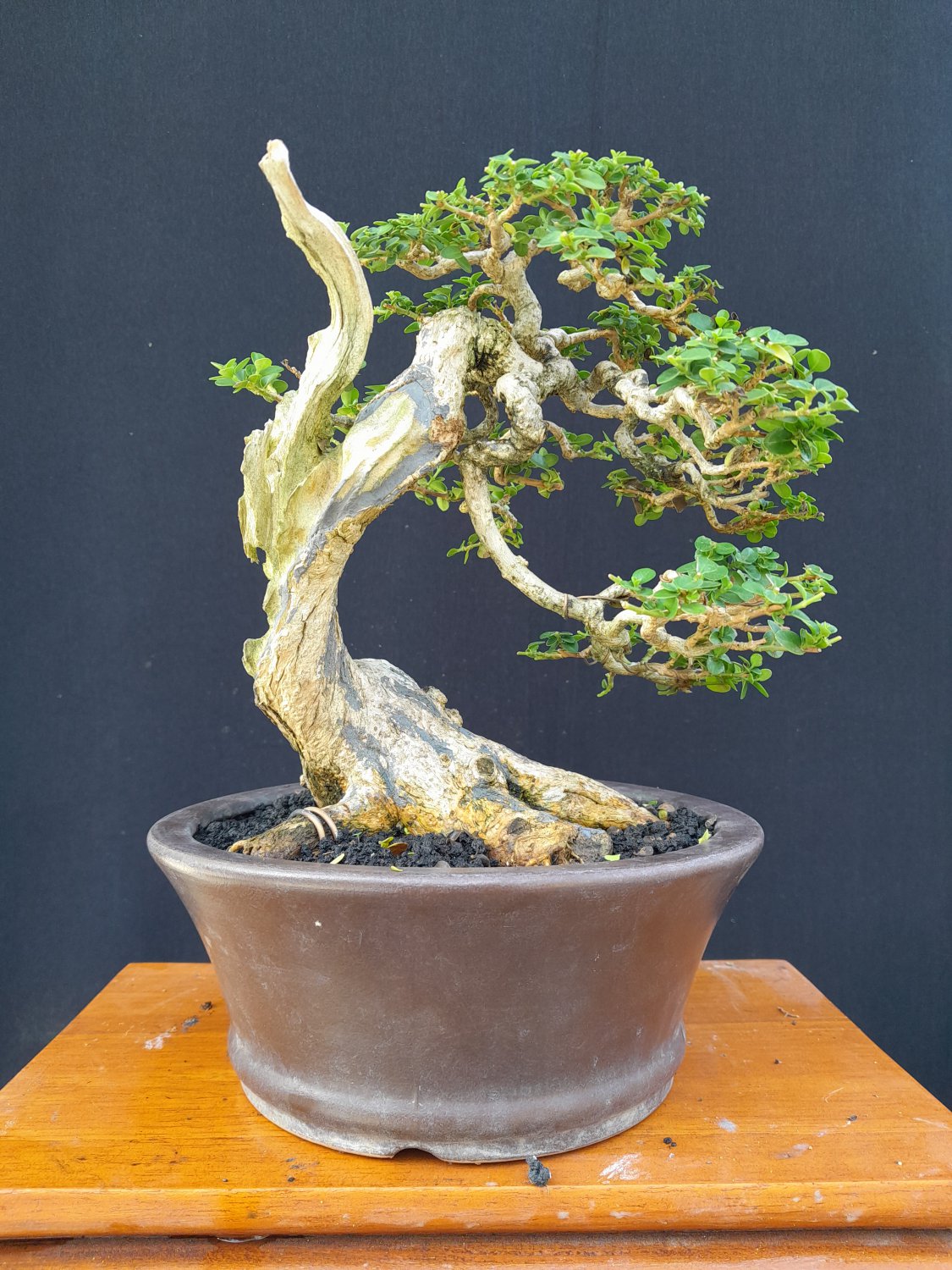 Premna microphylla tree bonsai riel pict