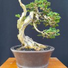 Premna microphylla tree bonsai riel pict