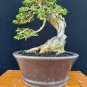 Premna microphylla tree bonsai riel pict