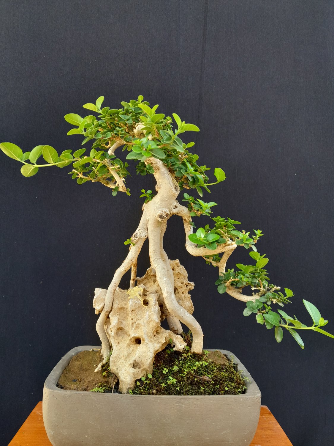 Premna microphylla tree bonsai riel pict