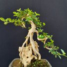 Premna microphylla tree bonsai riel pict