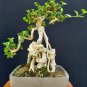 Premna microphylla tree bonsai riel pict
