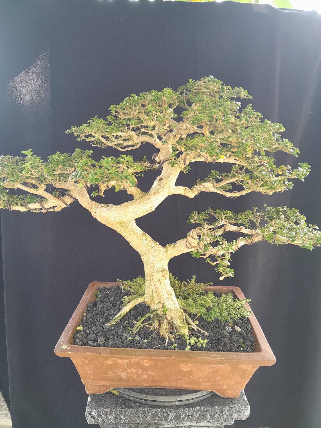 Premna microphilla tree bonsai riel pict