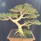 Premna microphilla tree bonsai riel pict