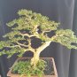Premna microphilla tree bonsai riel pict
