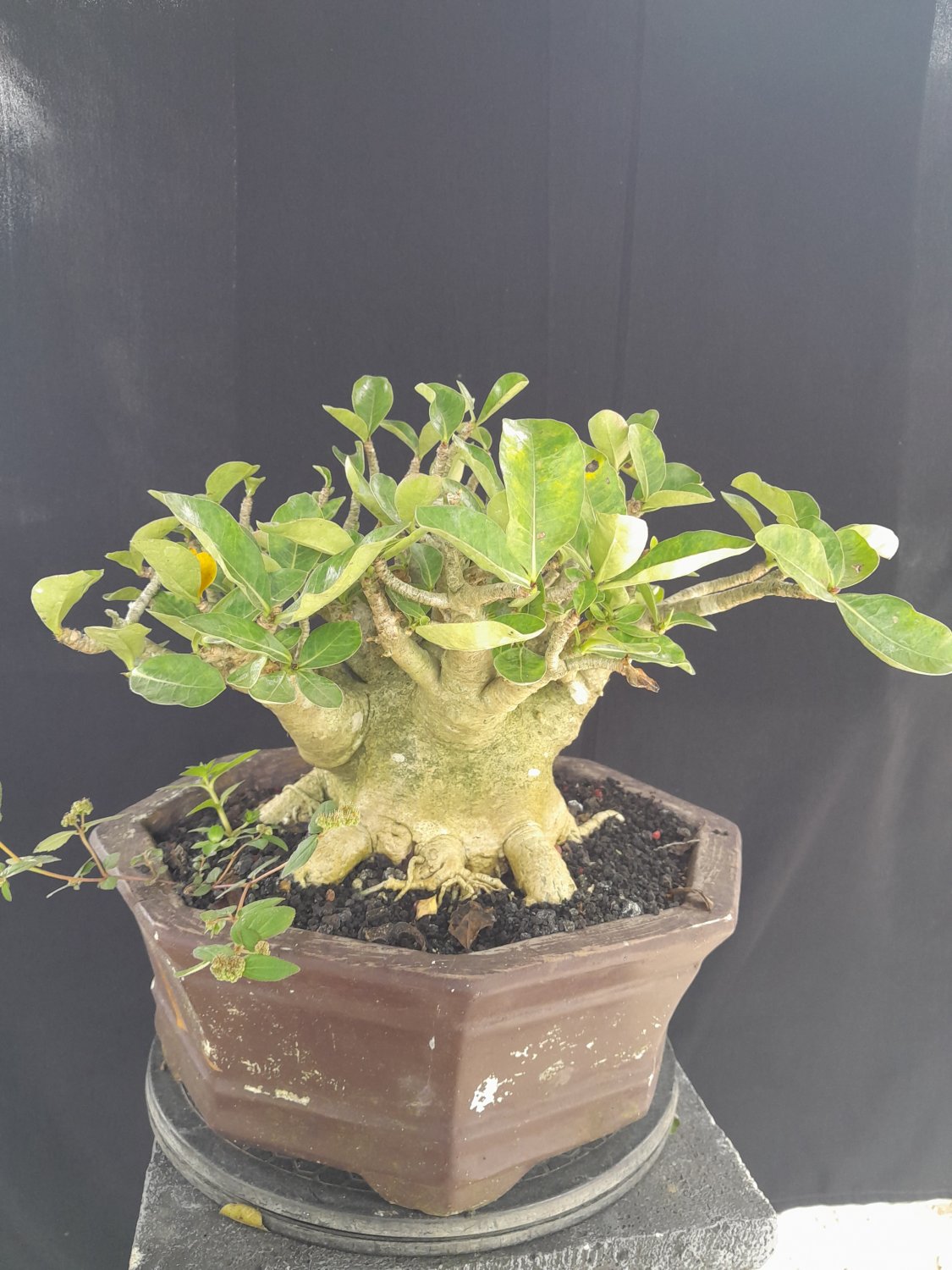 Adenium tree bonsai riel pict