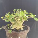 Adenium tree bonsai riel pict