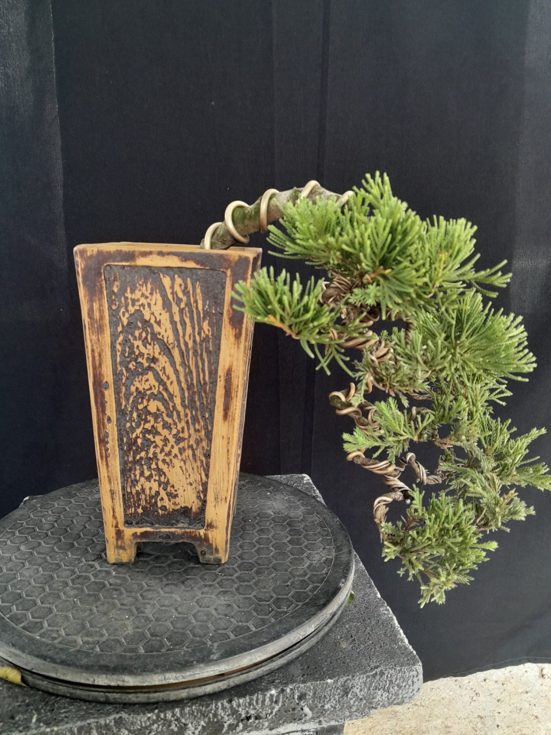 Juniperus cinensis tree bonsai riel pict free pitosanitari DHL exprees