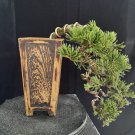 Juniperus cinensis tree bonsai riel pict free pitosanitari DHL exprees