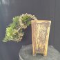 Juniperus cinensis tree bonsai riel pict free pitosanitari DHL exprees