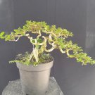 Premna microphylla tree bonsai riel pict free pitosanitari DHL Exprees
