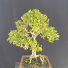 Serissa japonika tree bonsai riel pict free pitosanitari DHL Exprees