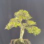 Serissa japonika tree bonsai riel pict free pitosanitari DHL Exprees