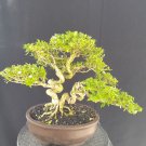 Serissa japonica tree bonsai riel pict free pitosanitari DHL Exprees