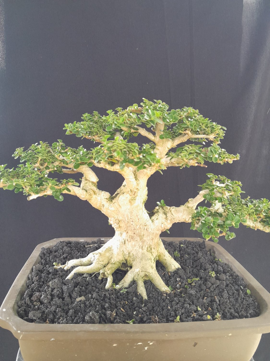 Premna mikrophylla tree bonsai riel pict free pitosanitari DHL Exprees