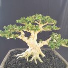 Premna mikrophylla tree bonsai riel pict free pitosanitari DHL Exprees