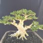 Premna mikrophylla tree bonsai riel pict free pitosanitari DHL Exprees
