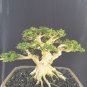 Premna mikrophylla tree bonsai riel pict free pitosanitari DHL Exprees