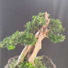 Maclura caucinchinensis tree bonsai riel pict free pitosanitari DHL Exprees