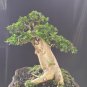 Maclura caucinchinensis tree bonsai riel pict free pitosanitari DHL Exprees